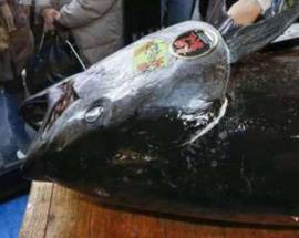 GIULIANOVA: SEQUESTRI 50 CHILI DI TONNO ROSSO, DONATO A CARITAS