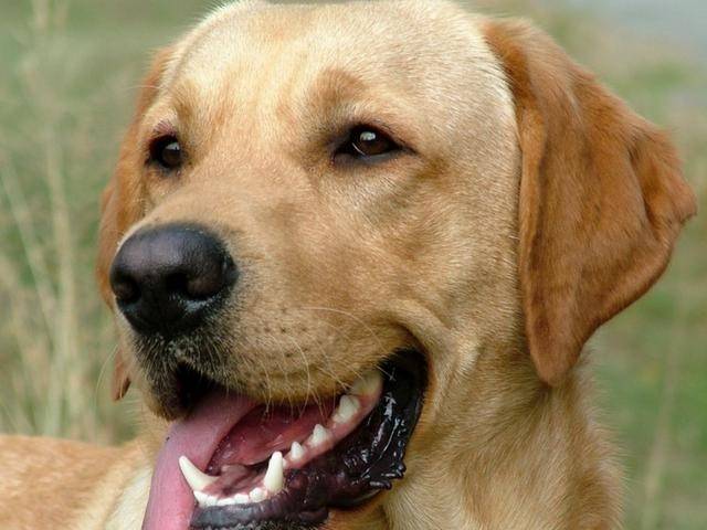 CANE TROPPO ”FOCOSO”: RESIDENTI SI CHIUDONO IN CASA, PORTATO AL CANILE