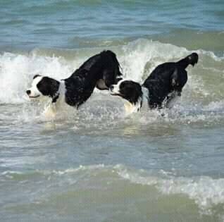 TURISMO : AL VIA PRIMO GIUGNO STAGIONE SPIAGGIA LIBERA PER CANI DI  GIULIANOVA