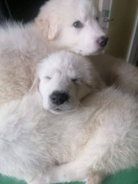 L’AQUILA: IN SALUTE CUCCIOLI CANE TROVATI IN SPAZZATURA, ORA CERCANO CASA