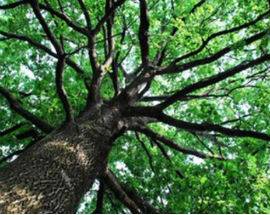 L’AQUILA: COMUNE INVITA CITTADINI A SEGNALARE ALBERI DA TUTELARE