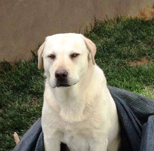 L’AQUILA: SMARRITO LABRADOR NELLA FRAZIONE DI SANT’ELIA