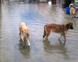 ABRUZZO SOTT’ACQUA: ALLAGATO IL CANILE DI ALBA ADRIATICA, DECINE DI ANIMALI RISCHIANO LA VITA