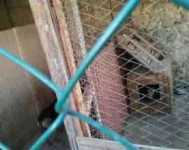 L’AQUILA: CANI RINCHIUSI IN LAGER IN ZONA ROSSA, ”COSI’ LI ABBIAMO SALVATI”