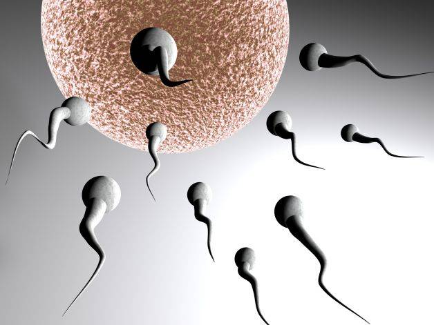 PADRI SURROGATI FAMOSI: ONLINE SITO DI DONATORI DI SPERMA VIP