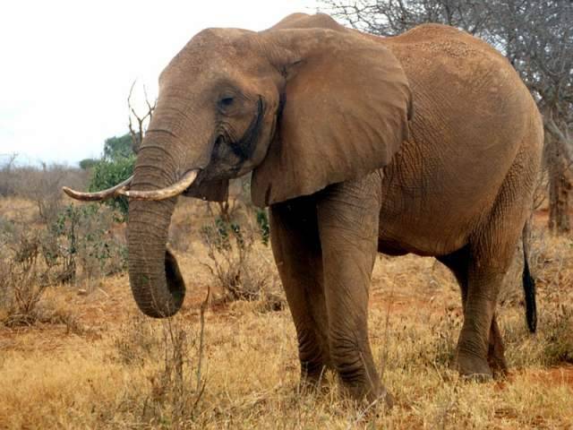 TRAGICO SELFIE CON L’ELEFANTE: TURISTA CALPESTATA E UCCISA
