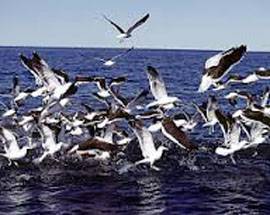 ARGENTINA: SPARARE AI GABBIANI PER SALVARE LE BALENE