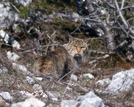 IN AUTO NEL PARCO: INCONTRI STRAORDINARI TRA GATTI SELVATICI  E ORSI