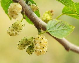 ALIMENTI SANI ED EMOZIONI POSITIVE: IN UN LIBRO LA TERAPIA NATURALE PER IL DIABETE