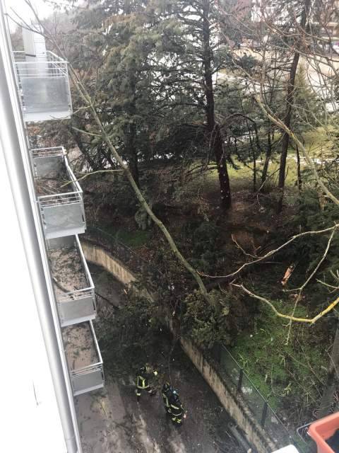 MALTEMPO: CEDE TERRAPIENO, L’AQUILA, ALBERO CADE SU PALAZZO