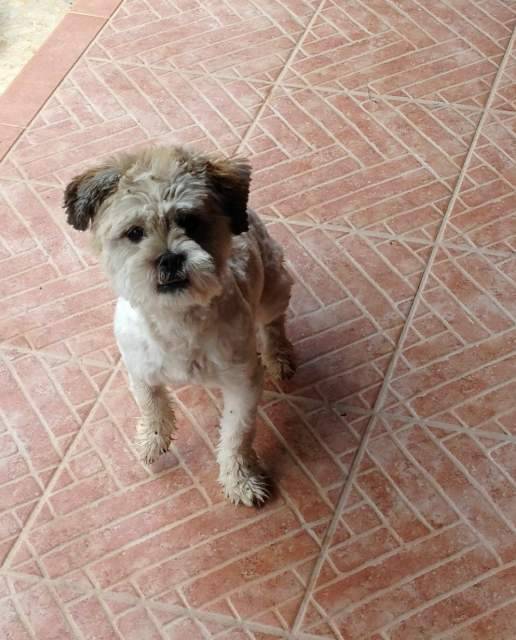 L’AQUILA: LA LEGA DEL CANE CERCA IL PADRONE DI UNO SHITZU SMARRITO