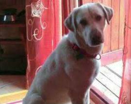 L’AQUILA: SMARRITO JERRY, CANE DI TAGLIA GRANDE DAL MANTELLO CHIARO
