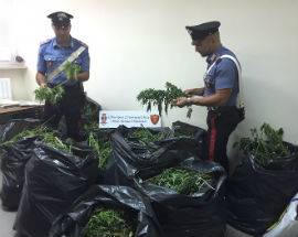 MARIJUANA TRA GLI ORTAGGI, UN ARRESTO A ORTONA