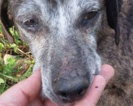CAMPOTOSTO: CAGNETTA ABBANDONATA TRA MACERIE, APPELLO PER ADOZIONE