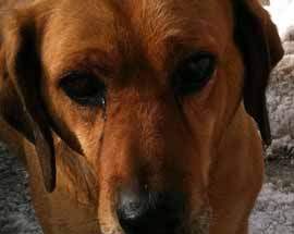 L’AQUILA: CANI DI QUARTIERE, RIGA ”LA MIA ORDINANZA ERA CONCORDATA”