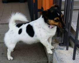 L’AQUILA: SI E’ SMARRITA PEGGY JACK RUSSELL, ha microchip