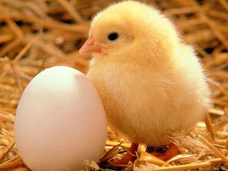 CRUELITY FREE: COOP ALLEVA E NON SOPPRIME ALLA NASCITA 750.000 PULCINI