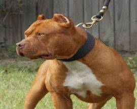 MONTESILVANO: MAMMA E FIGLIA AGGREDITE DA PITBULL, IN OSPEDALE