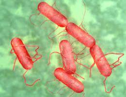 SALMONELLA:CIALENTE CHIEDE RICONOSCIMENTO DANNI PER AGRICOLTORI
