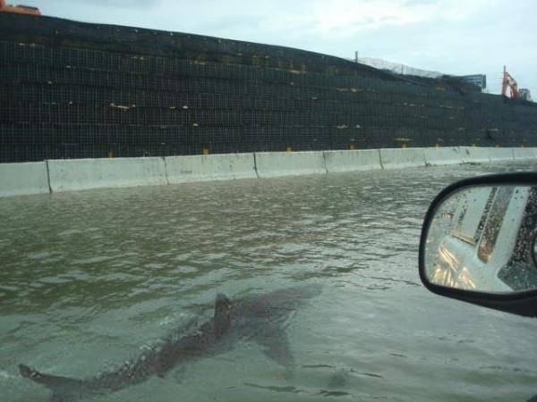SQUALI TRA LE VIE DEL NEW JERSEY: E’ UNA BUFALA!
