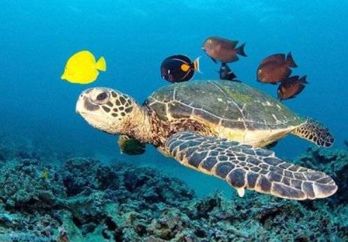 PESCARA OSPITERA’ IL PRIMO OSPEDALE PER ANIMALI DEL MARE