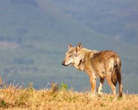 COCULLO: BRANCO DI LUPI ASSALTA ALLEVAMENTO, SBRANATI CAVALLI E ASINI