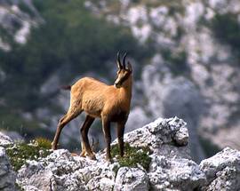 IL CAMOSCIO D’ABRUZZO RISCHIA DECLASSAMENTO DALL’EUROPA