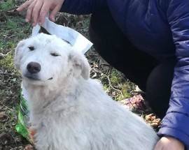 L’AQUILA: ADOZIONI CANI DOPO EMERGENZA, VOLONTARIE, ”RISPETTIAMO NORME”