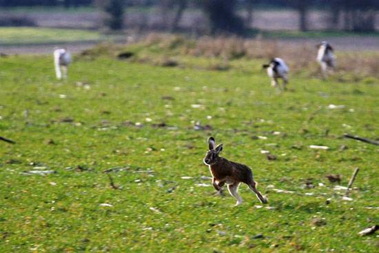 ADDESTRAMENTI CANI IN AREE PROTETTE, AMBIENTALISTI CONTRO REGIONE