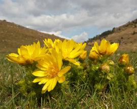 PARCO SIRENTE VELINO: SCOPERTA LA RARISSIMA SPECIE VEGETALE ADONIS VERNALIS
