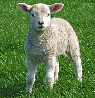 PAGA COCAINA CON UN AGNELLO VIVO, BLITZ MENTRE SI MACELLA