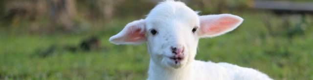 CORONAVIRUS: COLDIRETTI, A PASQUA L’AGNELLO SALVA MILLE PASTORI ABRUZZESI