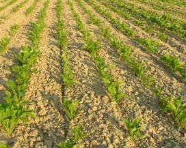 AGRICOLTURA ABRUZZO: OK A RISARCIMENTO DANNI FAUNA SELVATICA PER IL 2017