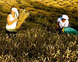 SE L’AGRICOLTURA E’ ROSA, LA FESTA DI TERAMO INCORONA ‘DONNE IN CAMPO’