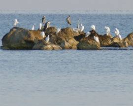 AIRONI FANNO ”TAPPA” A PESCARA: SOA, ”CONSERVARE LA FAUNA LUNGO LA COSTA”