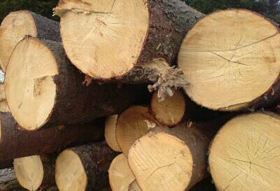 L’AQUILA: PROTESTE PER ALBERI TAGLIATI, ”E’ UNO SCEMPIO”
