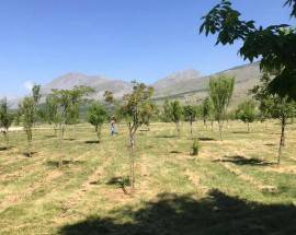 UN ALBERO PER OGNI BAMBINO CHE NASCE: A COLLARMELE IL ”PARCO FUTURO”