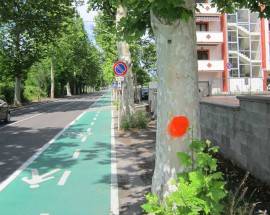ALLARME SU FACEBOOK PER GLI ALBERI DI VIA DE GASPERI ‘SOFFOCATI’ DA ASFALTO A PESCARA