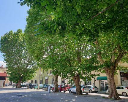 AVEZZANO: M5S FA SCUDO CONTRO TAGLIO ALBERI IN PIAZZA DEL MERCATO