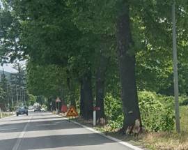 L’AQUILA: DE SANTIS, ”DECINE DI ALBERI TAGLIATI SULLA SS 17”