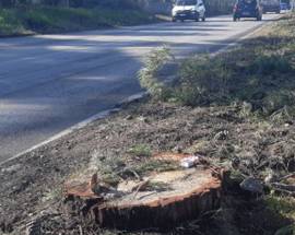 L’AQUILA: DE SANTIS, ”CONTINUA STRAGE ALBERI SU STATALE 17”