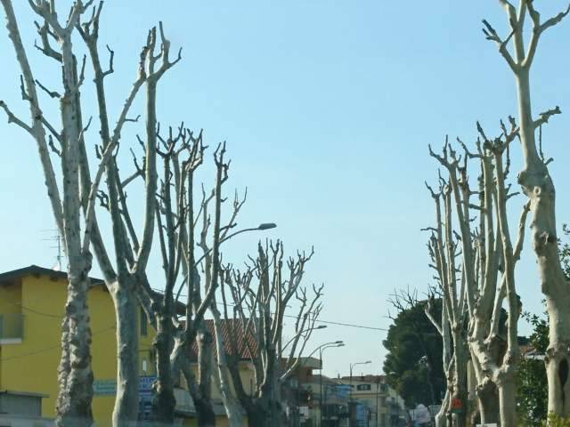 FRANCAVILLA AL MARE: CONALPA INSORGE CONTRO POTATURA ALBERI SU ADRIATICA