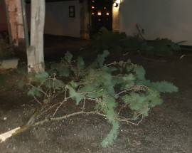 MALTEMPO L’AQUILA: VENTO FORTE E DISAGI, ALBERO SI SPEZZA AL CIMITERO DI PIANOLA