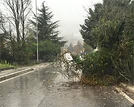L’AQUILA:CADE ALBERO IN STRADA INTERVENGONO VIGILI DEL FUOCO