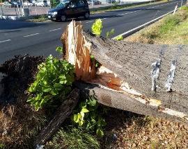 MALTEMPO: STRAGE DI ALBERI NEL CHIETINO, CONALPA CHIEDE TUTELA PIANTE SULLA TIBURTINA