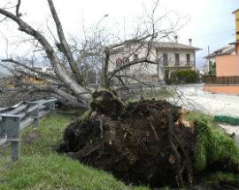 MALTEMPO: ALBERI CADUTI E TETTI DIVELTI A SULMONA, APERTO CENTRO OPERATIVO