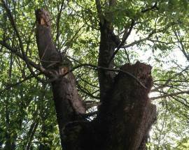 AVEZZANO: PARCO CASTELLO ORSINI, IN ARRIVO NUOVI ALBERI E AREA SGAMBAMENTO