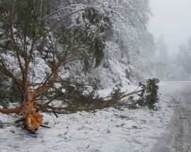 MALTEMPO L’AQUILA: DISAGI NEVE ROIO, ALBERO SI SPEZZA E INVADE CARREGGIATA