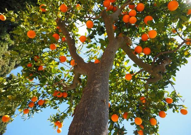 GIORNATA DEGLI ALBERI, IN CITTA’ PREZIOSE PRESENZE CONTRO CO2