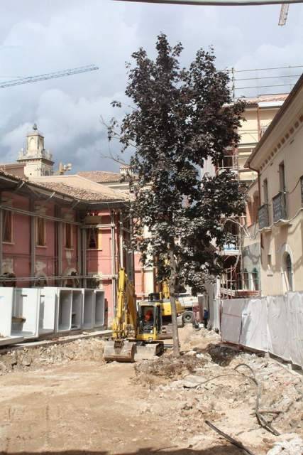 L’AQUILA: FORESTALE, ”ALBERO IN PIAZZETTA DELLA TAVOLE PUO’ SALVARSI”